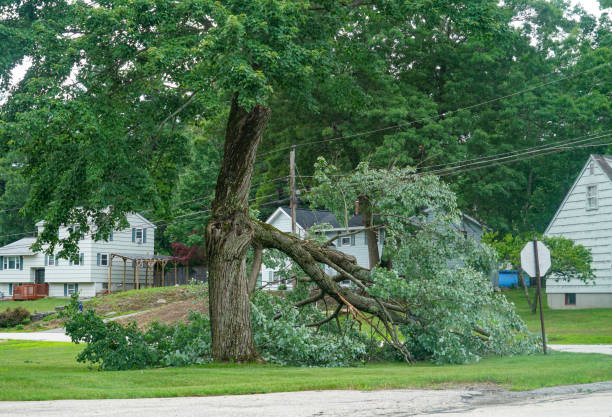 How Our Tree Care Process Works  in  Pendleton, OR